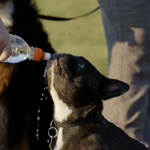 Pet dog drinking water, anthazoology students, Carroll College, Helena Montana, stress relief for college students, using dogs to relieve stress, final college exams, animal human connection, human animal connection