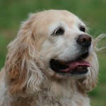 Healthy Cocker Spaniel for your new pet. kids and pets, choosing a pet, what kids learn from pets, parenting, 3 tips for training dogs, training animals, cocker spaniels for a family pet, loyal dog, kind dog,