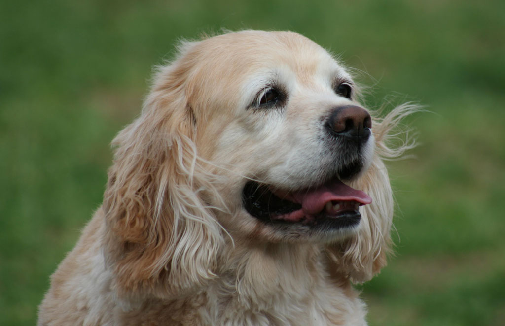 Healthy Cocker Spaniel for your new pet. kids and pets, choosing a pet, what kids learn from pets, parenting, 3 tips for training dogs, training animals, cocker spaniels for a family pet, loyal dog, kind dog,