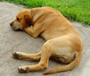 adopt an adult dog, choose an adult dog, life span of dog, pet lover, www.askauntieartichoke.com