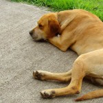 adopt an older dog. looking for a new pet, death of an old pet, Judy Helm Wright, pet grief coach. pet bereavement coach. health issues of older dogs, enjoy your older dog, why adopt an older animal, where to find an older animal, www.deathofmypet.com lonly dog, depressed dog, sad dog