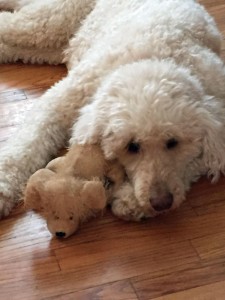 My poodle with favorite toy, death of a pet, sad about death of pet, what to say to grieving pet owners, funeral poem, when a pet dies, Judy Helm Wright, "Pet Grief Coach"