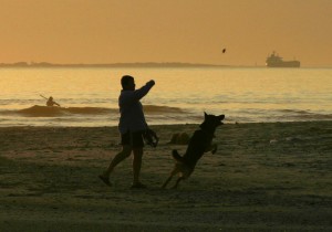 Playing with my best friend at the beach. German Shepherd dogs, dogs and students, how dogs communicate, animal human connection, dogs as pets, my dog,scientific information on communication of animals, connecting with animals, post on animal/human communication and connection