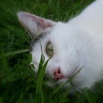 My shy boy. death of a pet, death of a kitten, when a kitten dies, young adults remember death of first pet, handling death and grief, college kids remember past pets, death of a cat, cat who has died, when a cat dies, judy Helm Wright Pet Grief Coach, kids and pets
