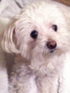 #maltese #deathofapet #brerievement #petgrief #JudyHelmWright #petfamily #furfamily 