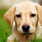 pet loss blog